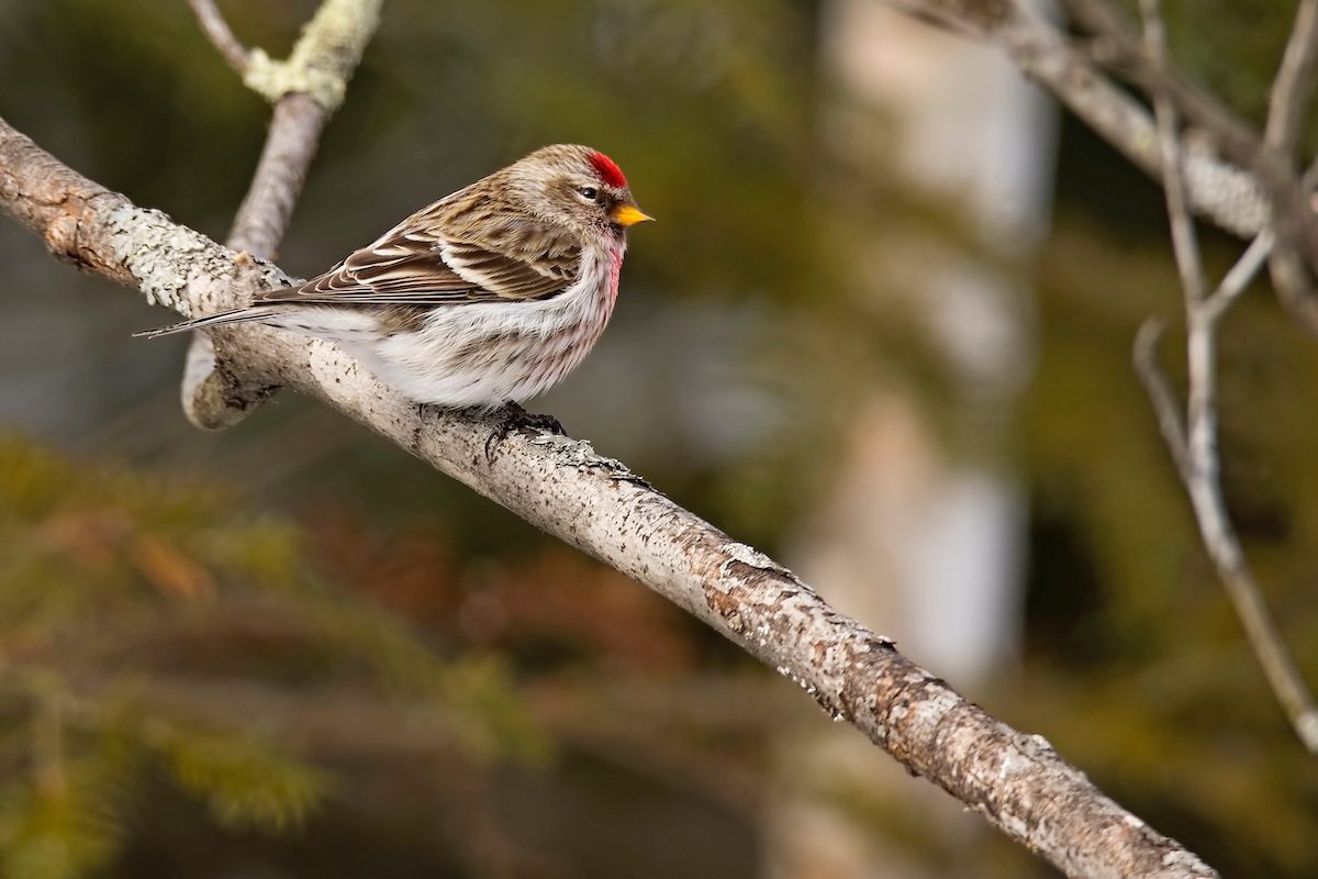 Updated Winter Finch Forecast for 2024-25