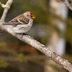 Updated Winter Finch Forecast for 2024-25