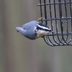 Nuthatch vs Chickadee: How to Tell the Difference