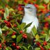 What Foods Do Northern Mockingbirds Eat?