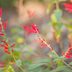 Grow Pineapple Sage for Cool-Season Pollinators