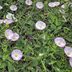 Stop Bindweed From Taking Over Your Garden