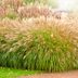 When to Cut Back Ornamental Grasses