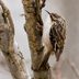 How to Identify and Attract a Brown Creeper