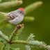 The Top 12 Cutest Birds in America