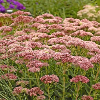 Autumn Fire sedum's rosy pink flowers stick out in a later-summer flower bed.