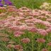 Grow Autumn Fire Sedum for Fall Color