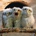 So Fluffy! 15 Adorable Baby Owl Pictures