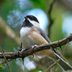 How to Identify and Attract a Carolina Chickadee