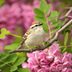 How to Identify and Attract a Chipping Sparrow