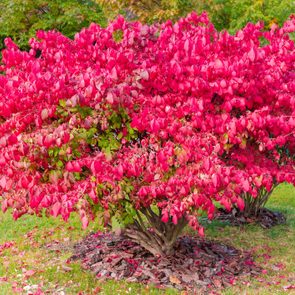 invasive shrubs, burning bush