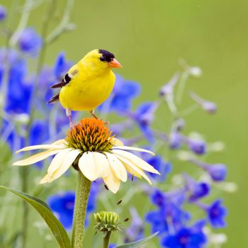 Goldfinch Perched On A Coneflower, birds mental health