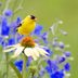 Boost Your Mental Health With Bird-watching