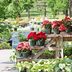 Gardening Basics: Secrets From the Garden Center