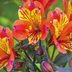 How to Grow and Care for Alstroemeria Flowers