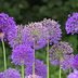 Allium Flower Care and Growing Tips