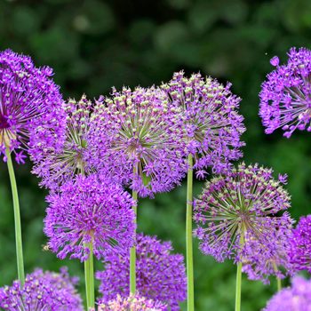 seed bearing plants A grouping of purple Giant allium flowers in a plot.