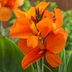 Grow Canna Flowers for Tropical Beauty in the Garden