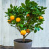 Expert Tips for Growing a Clementine Tree Indoors