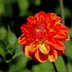 Top 10 Orange Flowers to Add a Juicy Burst of Color