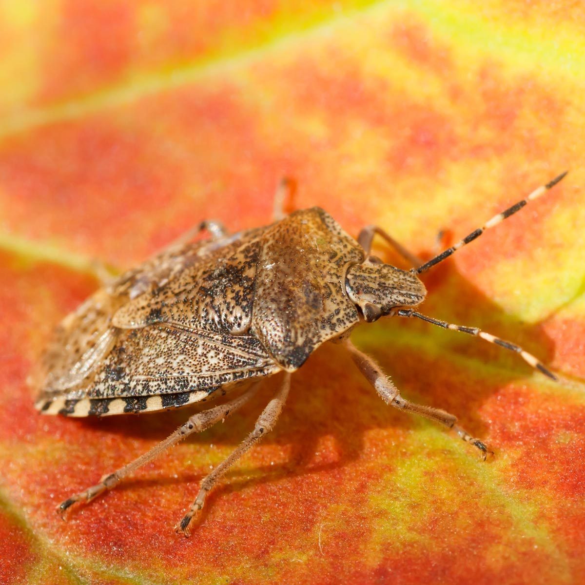 How to Get Rid of Stink Bugs