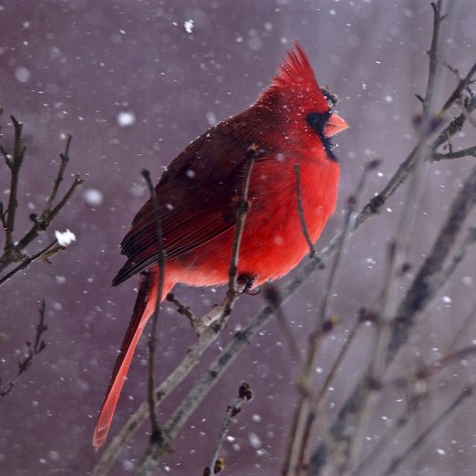 male cardinal in snow