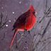 19 Magical Bird Photos of Cardinals in Snow