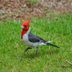 Head to Hawaii to See a Red Crested Cardinal