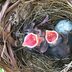 How to Recognize Northern Cardinal Eggs