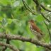 How to Identify a Wood Thrush