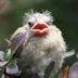 14 Cute and Heartwarming Baby Cardinal Photos