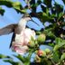 Do Hummingbird Sightings Have Special Meaning? Hummingbird Meanings, Explained