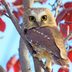 How to Identify a Northern Saw-Whet Owl