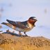 Cliff Swallow vs Barn Swallow: Spot the Differences