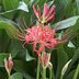 When Does a Red Spider Lily Bulb Bloom?