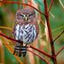 19 Amazing Owl Facts You Should Know