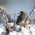 What Do Juncos Eat and How to Attract Them