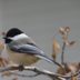 Meet the Adorable Black-Capped Chickadee