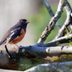 How to Identify an Eastern Towhee