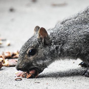 fun facts about squirrels