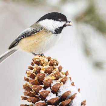 what seed do birds eat in winter, Black Capped Chickadee On Pine Cone With Seed And Peanut Butter