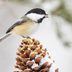 5 Foods You Should Feed Birds in the Winter