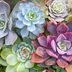 How to Propagate Succulents (for More Free Plants!)