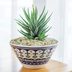 10 Pet Friendly Indoor Plants for Dog and Cat Owners