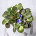 African Violet Care 101: Expert Growing Tips