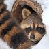 Winter Wildlife: Animals That Hibernate in Your Yard