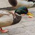 What Foods Can You Feed to Ducks?