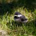 Baby Chickadees Are SO Small and Cute