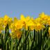 Daffodils Not Blooming? Here's What to Do