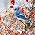 How to Attract Birds in Winter and Spot More Species